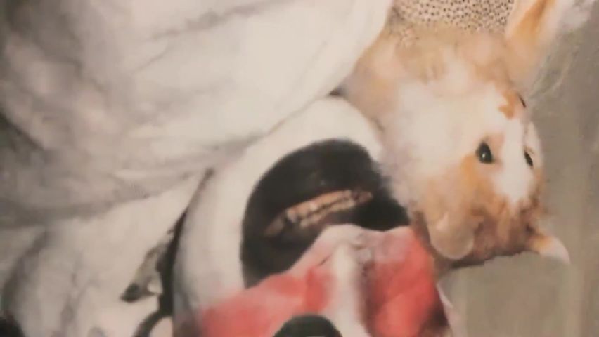 【69堂免费视频】坐在身上舌吻隔着内裤摸逼，近距离拍摄床上舔屌，侧入后入抽插猛操