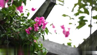 【69堂午夜视频】我的妹妹超好色