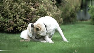 【69堂午夜视频】出轨凌辱，手指玩弄肛门调教大屁股